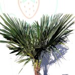 Palma konopná (Trachycarpus fortunei) - celková výška 160-180 cm, výška kmeňa 40-50 cm, kont. C20L (-17°C)